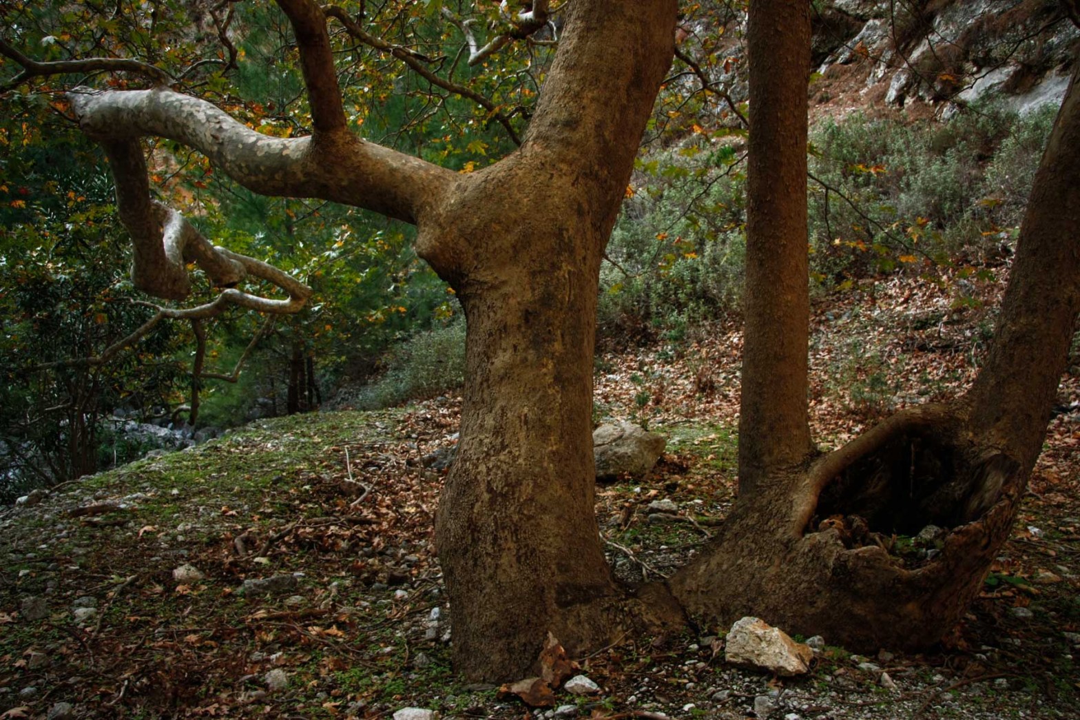 Agia Irini gorge Chania Crete